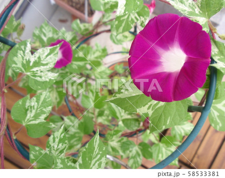 朝顔 花 植物 朝顔 花 植物 58533381