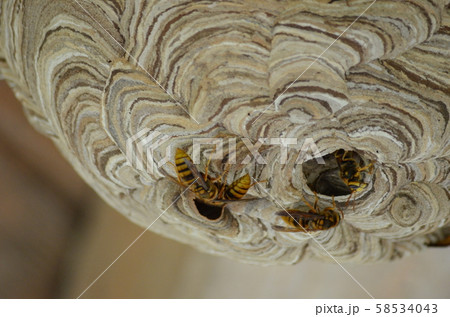 昆虫　キイロスズメバチ 58534043