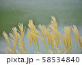 湖畔のすすき 湖畔のすすき 58534840