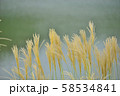 湖畔のすすき 湖畔のすすき 58534841