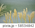 湖畔のすすき 湖畔のすすき 58534842