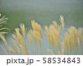 湖畔のすすき 湖畔のすすき 58534843
