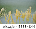 湖畔のすすき 湖畔のすすき 58534844