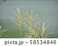 湖畔のすすき 湖畔のすすき 58534846