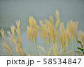 湖畔のすすき 湖畔のすすき 58534847
