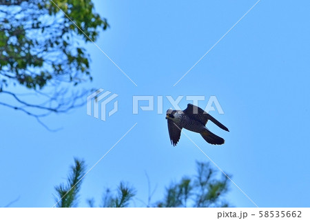 大空バックに悠然と飛ぶ胸の模様がきれいなハヤブサメス 58535662