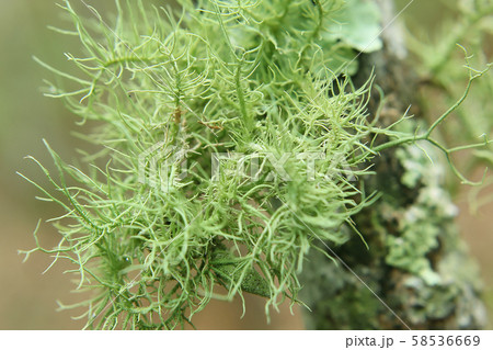 Usnea in nature on a branch Usnea in nature on a branch 58536669