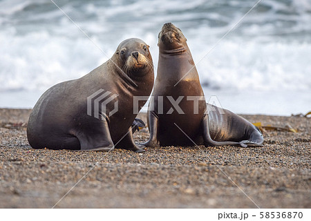 sea lion on the beach in Patagonia 58536870