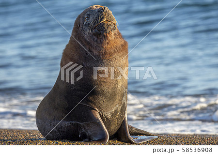 male sea lion on the beach 58536908