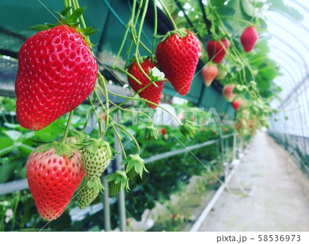 いちご狩り いちご狩り 58536973