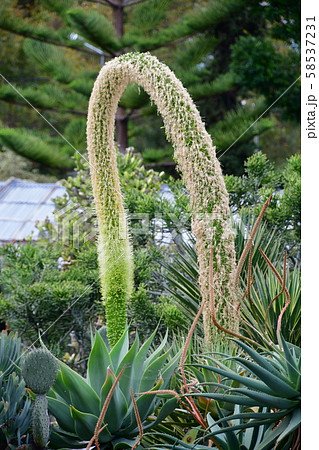 ポルトガル領、マデイラ島、フンシャル、植物園 58537231