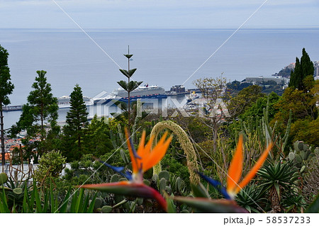 ポルトガル領、マデイラ島、フンシャル、植物園 58537233