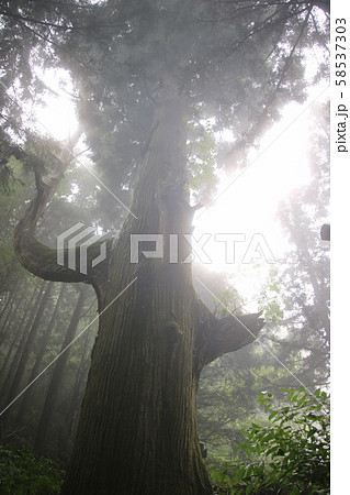 天狗の腰掛け杉 天狗の腰掛け杉 58537303