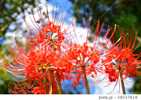 彼岸花 彼岸花 58537619