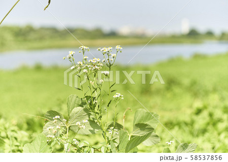 河川敷に咲く花の写真素材