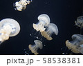 優雅に泳ぐクラゲを撮影しました。 58538381