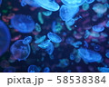 山形県加茂水族館のクラゲを撮影しました。 58538384