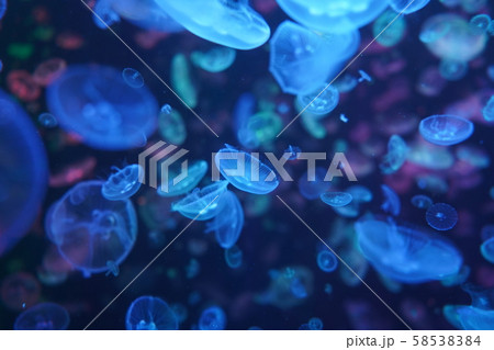 山形県加茂水族館のクラゲを撮影しました。 山形県加茂水族館のクラゲを撮影しました。 58538384