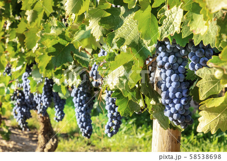 Wine grapes at a sunny vineyard right before the autumn harvest Wine grapes at a sunny vineyard right before the autumn harvest 58538698