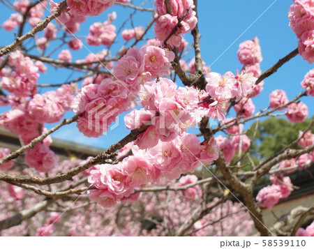 本場、大宰府の梅 58539110