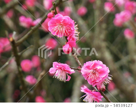 本場、大宰府の梅 本場、大宰府の梅 58539127