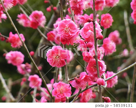 本場、大宰府の梅 58539131