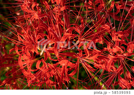 真上から見た光の当たる彼岸花 58539393