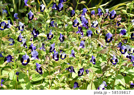 トレニア トレニア 58539817