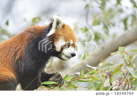 レッサーパンダ 赤パンダ の写真素材