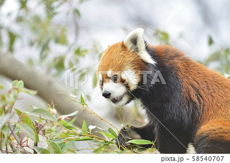 レッサーパンダ 赤パンダ の写真素材