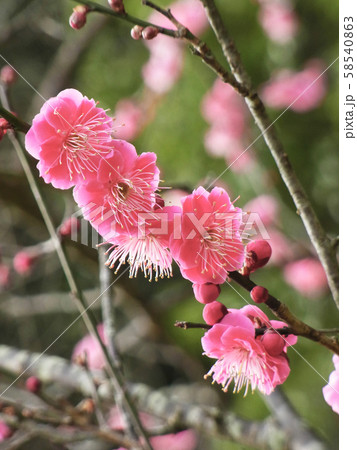 本場、大宰府の梅 本場、大宰府の梅 58540863