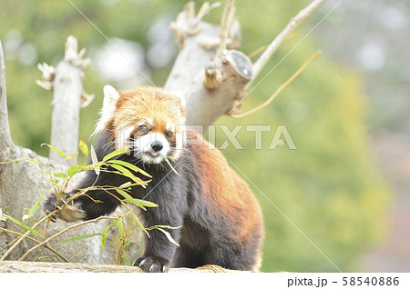 レッサーパンダ（赤パンダ） 58540886