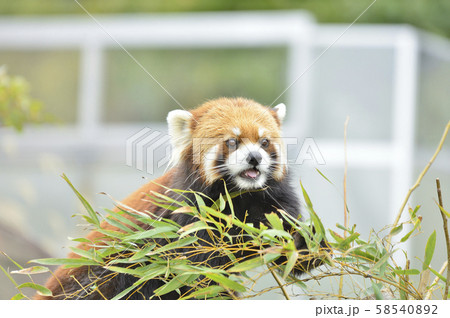 レッサーパンダ（赤パンダ） 58540892