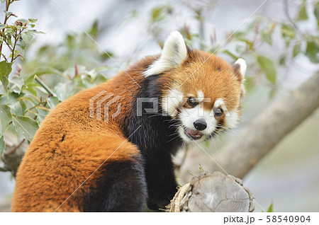 レッサーパンダ 赤パンダ の写真素材