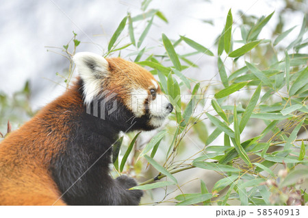 レッサーパンダ（赤パンダ） 58540913