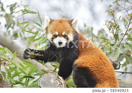 レッサーパンダ(赤パンダ) レッサーパンダ(赤パンダ) 58540925