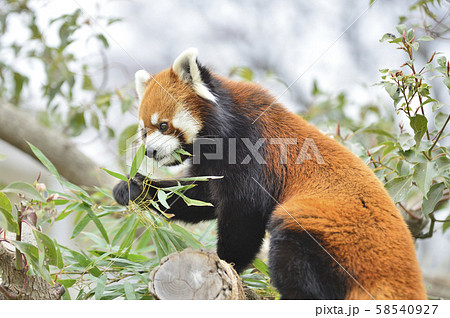 レッサーパンダ 赤パンダ の写真素材