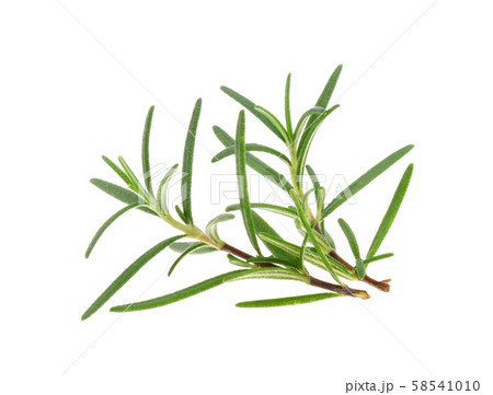 rosemary isolated on white background 58541010