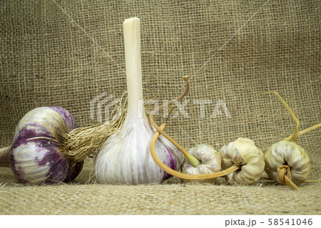 Garlic harvest, bulbs and bulbils Garlic harvest, bulbs and bulbils 58541046