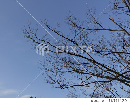 冬イメージ(枯れ木) 58541120