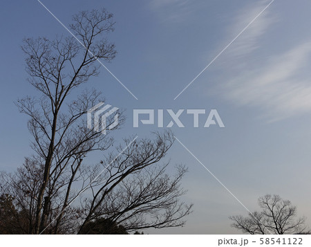 冬イメージ(枯れ木) 冬イメージ(枯れ木) 58541122