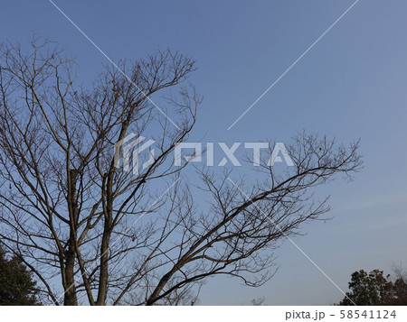 冬イメージ(枯れ木) 冬イメージ(枯れ木) 58541124