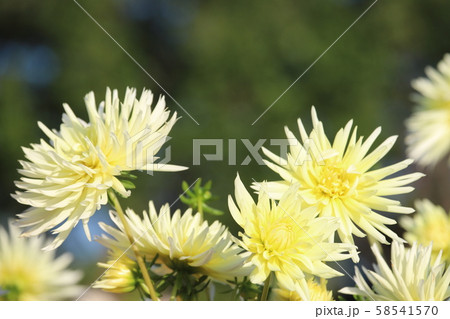 馬見丘陵公園のダリア 58541570