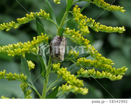ハラビロカマキリの卵 58542992