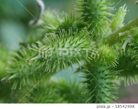 オオオナモミ オオオナモミ 58542998