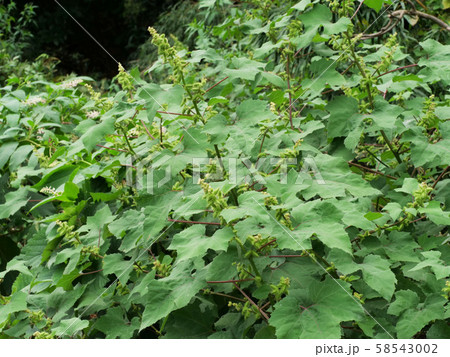 オオオナモミ 58543002