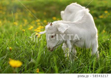 Young goat kid grazing on sun lit meadow with 58543217