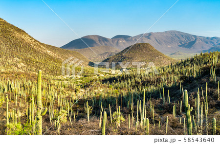 Tehuacan-Cuicatlan Biosphere Reserve in Mexico Tehuacan-Cuicatlan Biosphere Reserve in Mexico 58543640