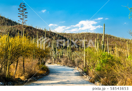 Tehuacan-Cuicatlan Biosphere Reserve in Mexico Tehuacan-Cuicatlan Biosphere Reserve in Mexico 58543653