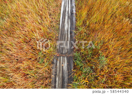 毛無岱木道 58544340